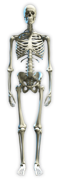 3D skeleton model