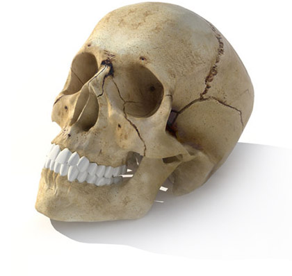 3D skull model